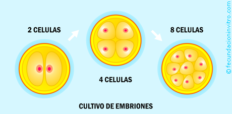 Cultivo de Embriones